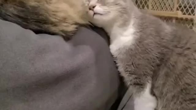 The funniest things cats do catch on video.