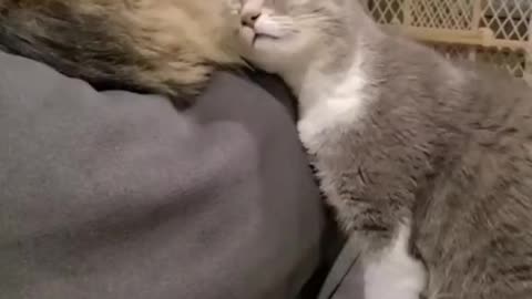 The funniest things cats do catch on video.