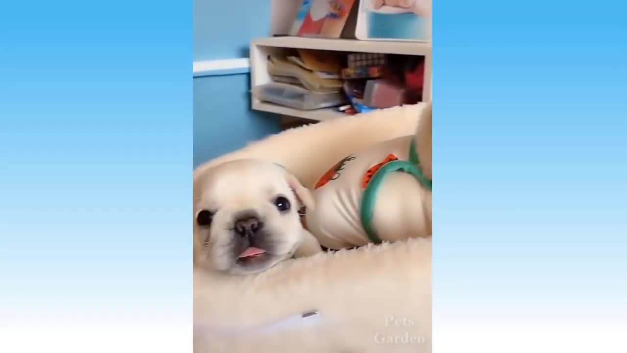 BEST FUNNY CAT AND DOG VIDEO 😂😂😂__Try Not To Laugh! Full HD
