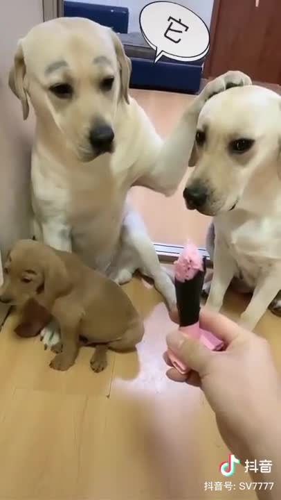 Dogs blaming each other when facing inquiries