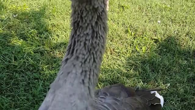 Dooby the Goose Gets Attacked by the Itsy Bitsy Spider!