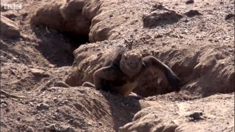 Best Wild Animal Chases | Top 5 | BBC Earth