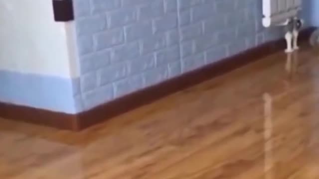 Cat Playing Got Confused #funny #video