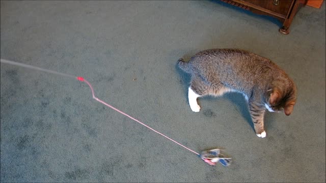 Blind kitten plays with favorite toy