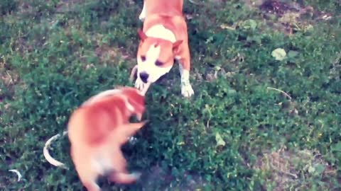 Tug of war father and son