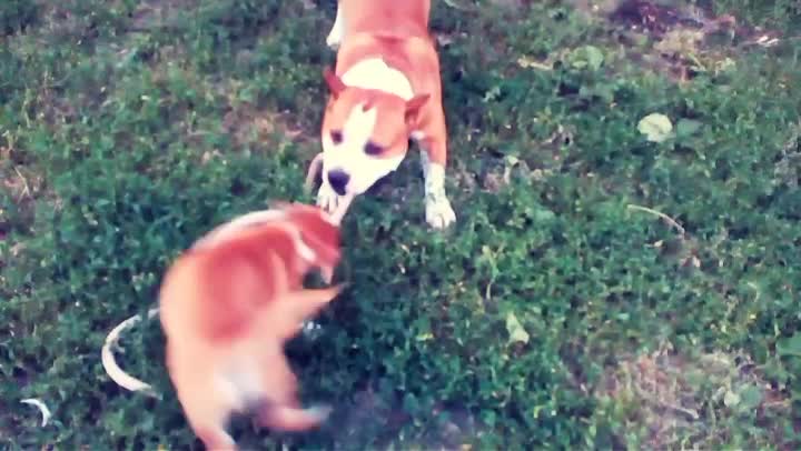 Tug of war father and son