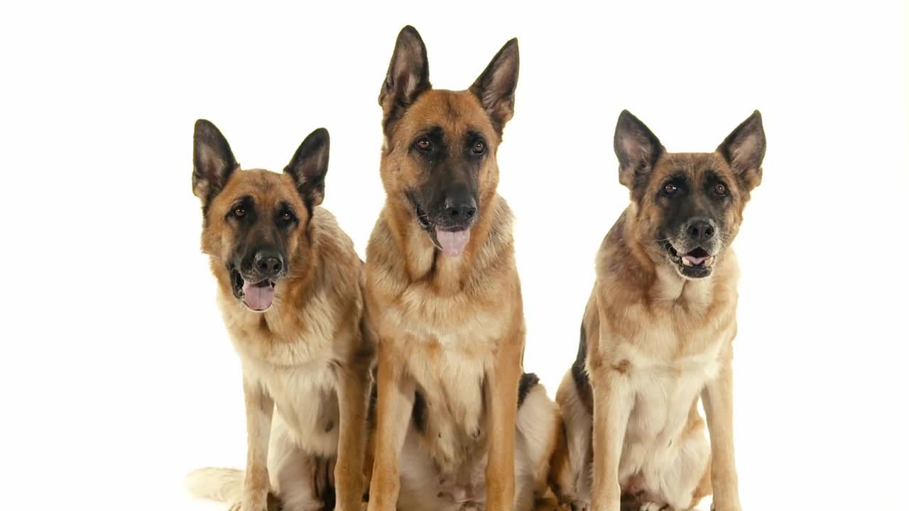 Group of purebreed alsatian dogs on white background