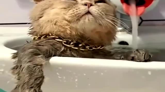 Funny animals. Cat and bath