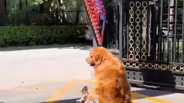 Dogs actually drive themselves to kindergarten to pick up their babies from school