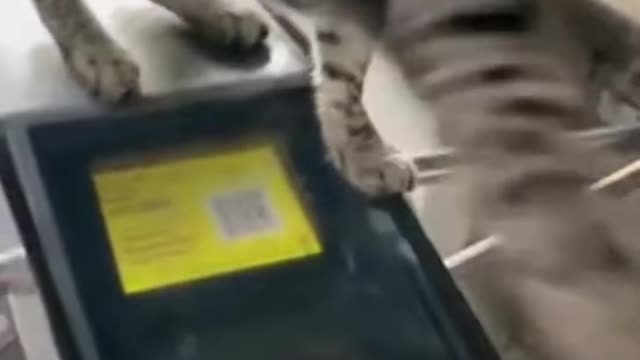Fearless Cat Ain'tPlay_He_is_C hecking_Train_Pass_9