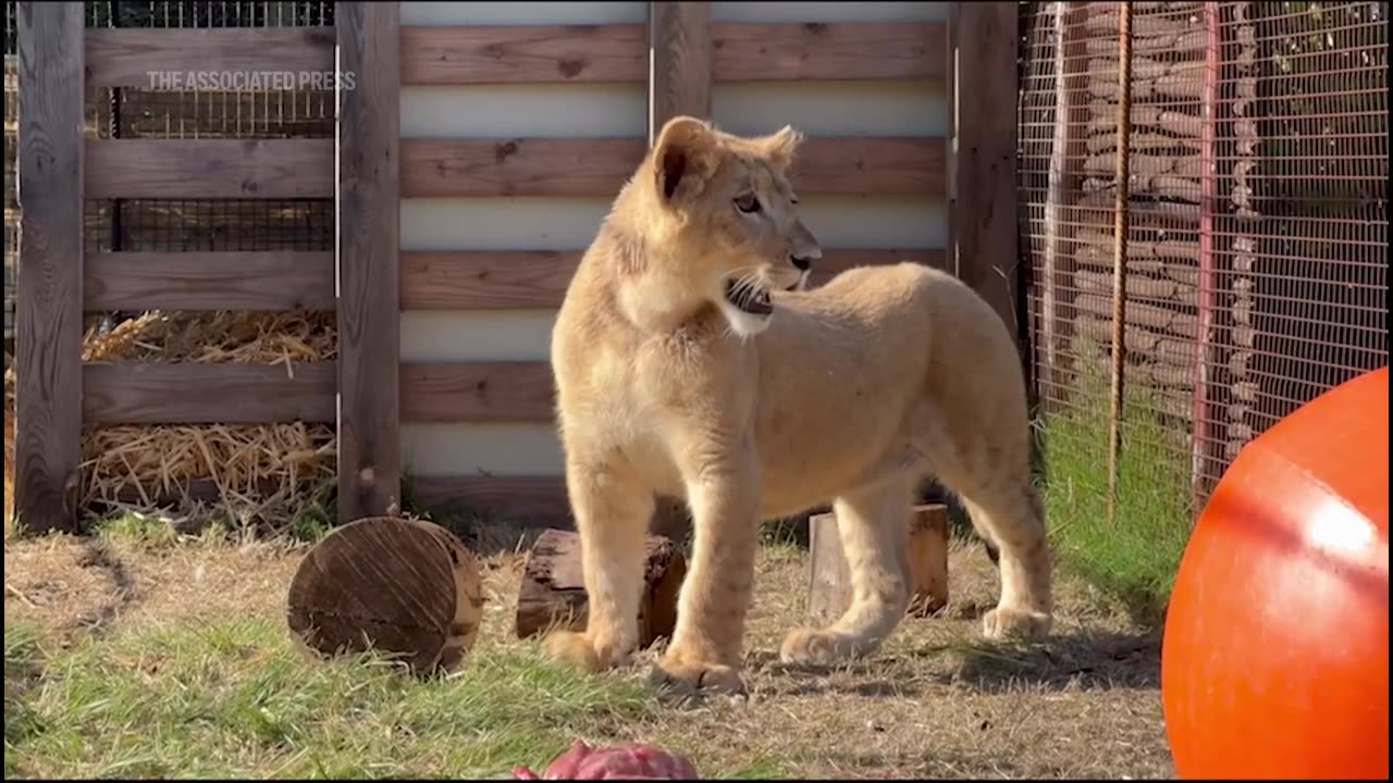 Freya the rescued lion cub is safe in South Africa, but many other lions there are bred to be shot