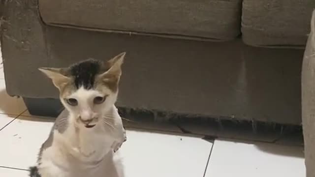 A Funny Cat