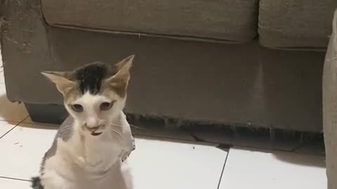 A Funny Cat