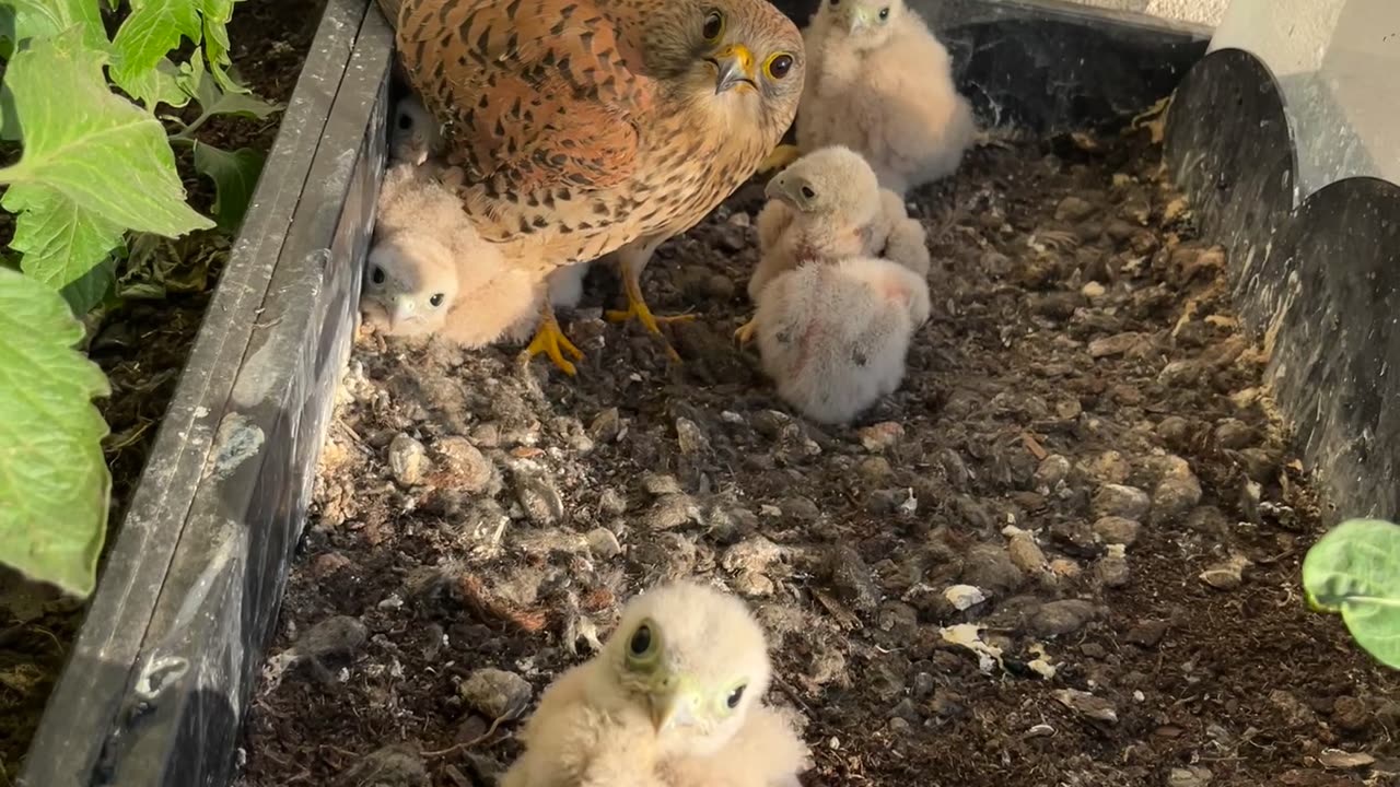 Falcon Family Time