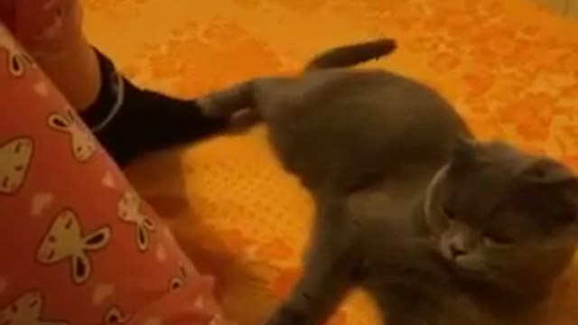 Funny moments with a cat