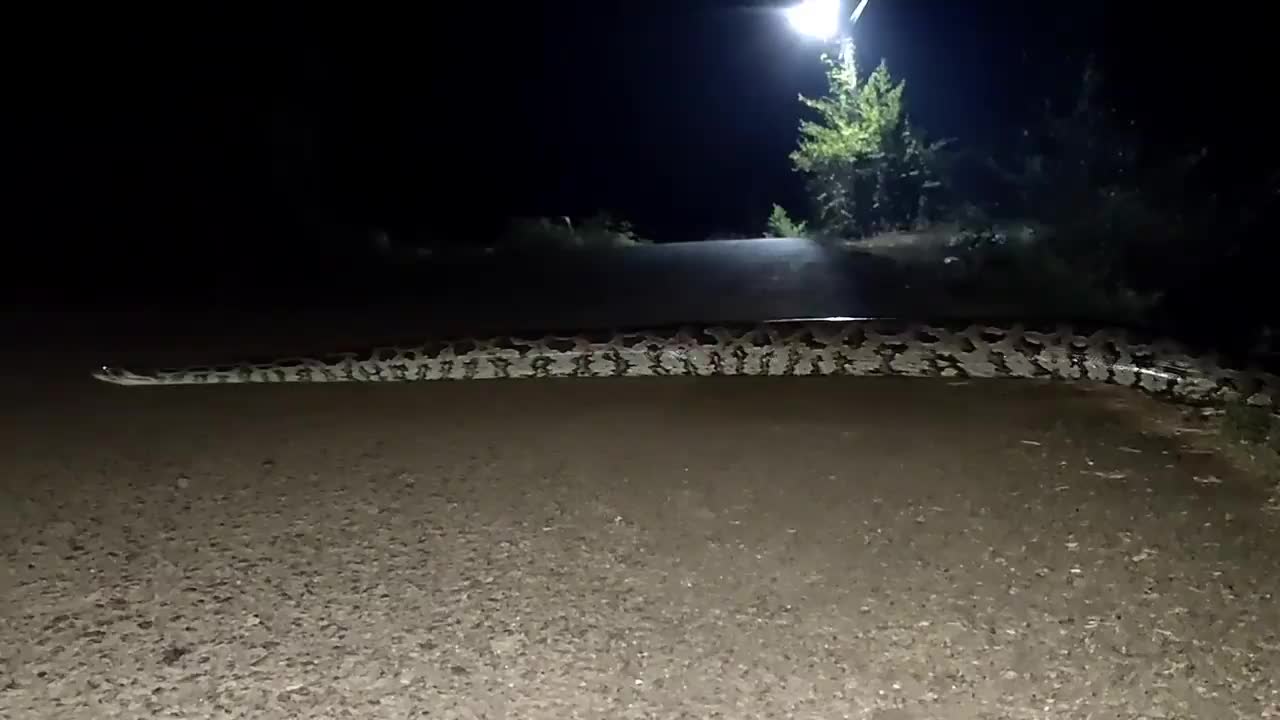 Snake