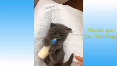 Animal funny 😂🐱🐱