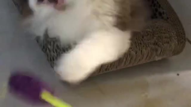 It's fun to tease
