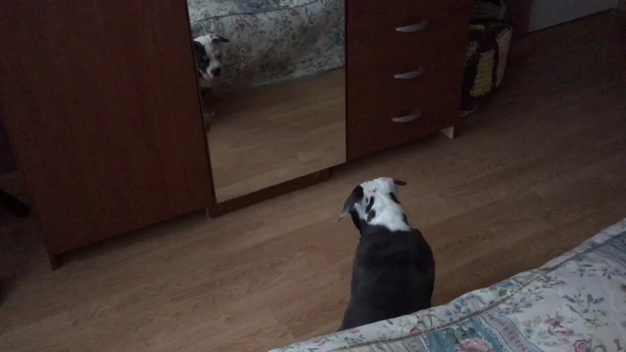 Who's that cute puppy in the mirror?