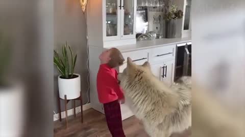 32 Cute Dogs And Cats That Will Make You Laugh 🥰 Funny Animals Compilation #7 😂
