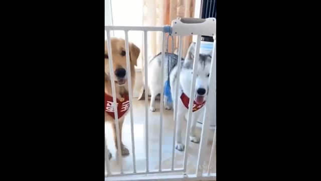 Funny dogs video #Shorts