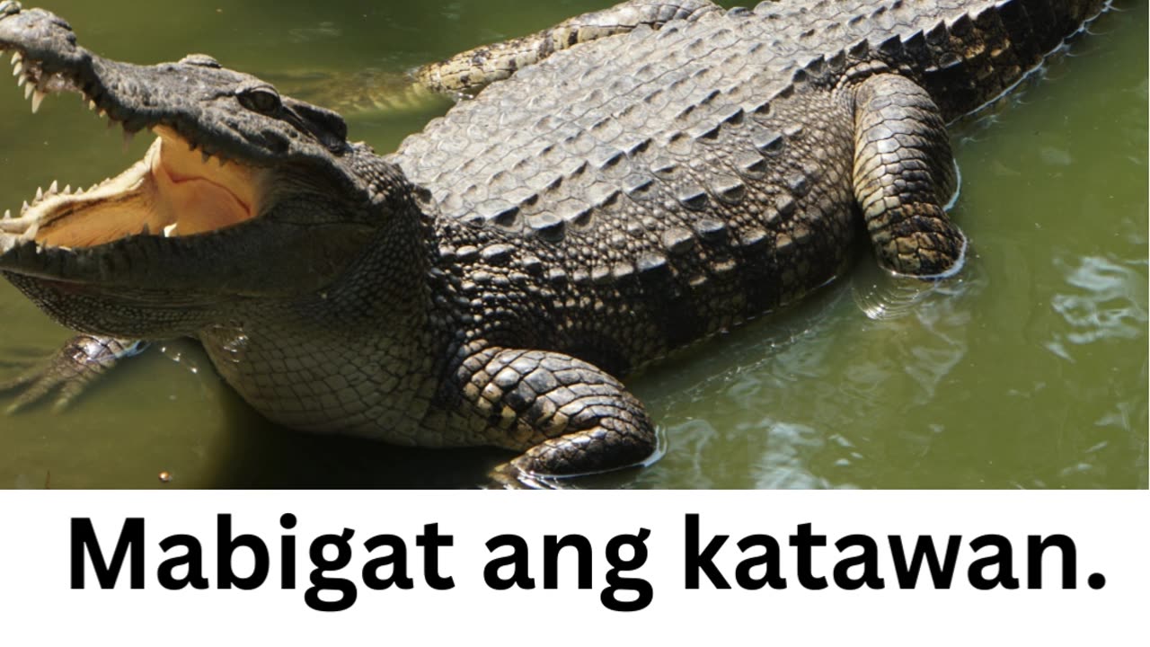 Si Buwaya at si Pulpol #UlaughUlive