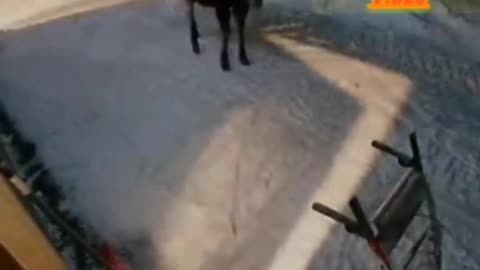 Funny animal video 😂🤣🌺👍