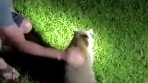 That raccoon 100% knew he was being helped