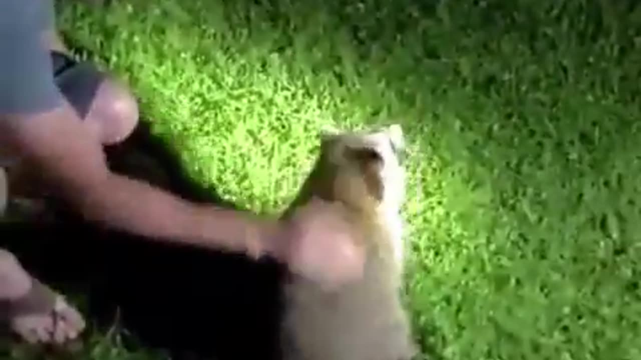 That raccoon 100% knew he was being helped