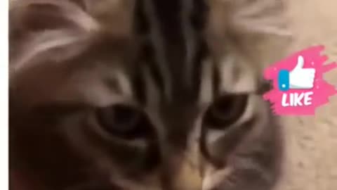 Funny video of cat and dog