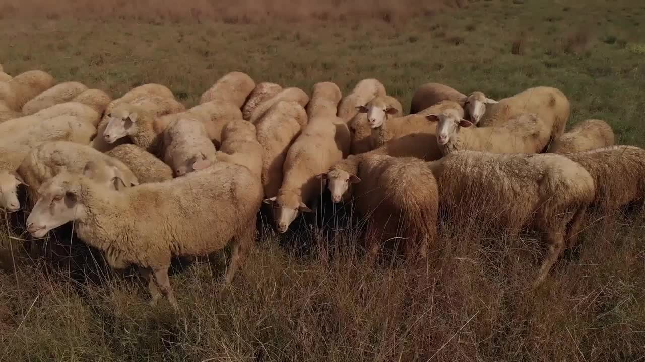 Sheep grazes at the field