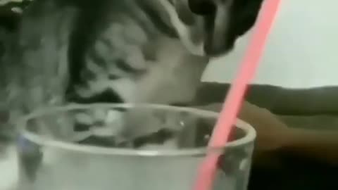 Funny Cats videos 2022