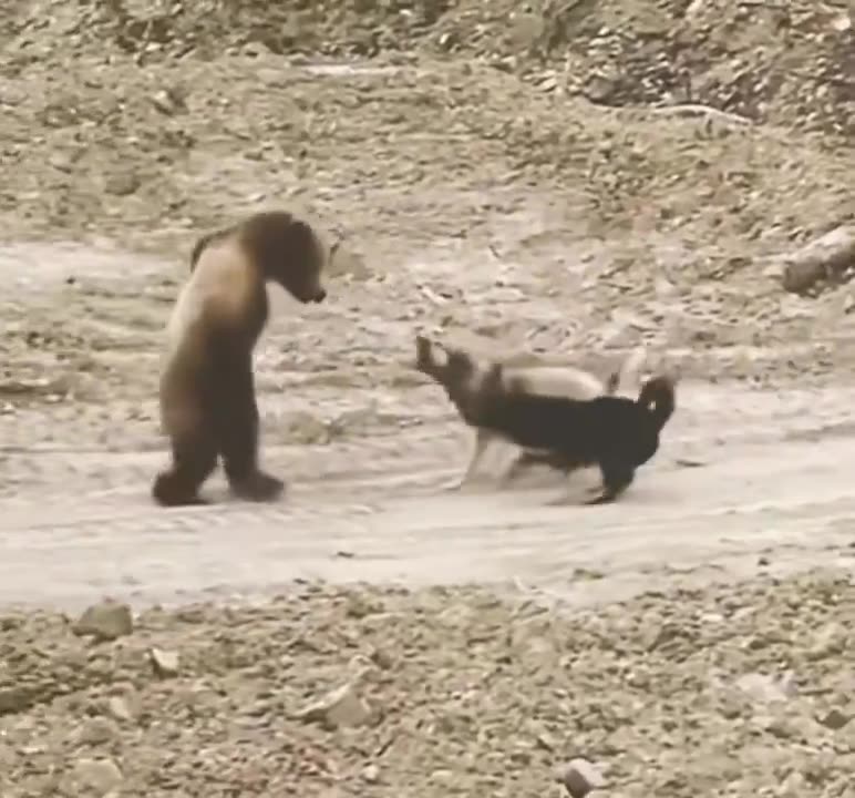 Moonwalking Bear