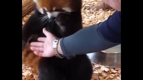 Cute baby animals cute video of the animals