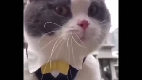 My Cat on Video call