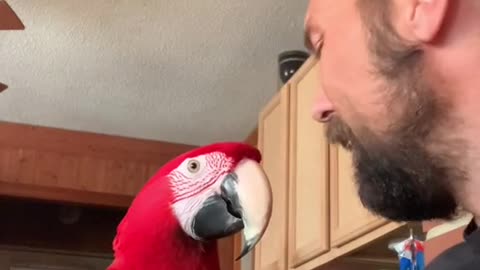 macawsoftiktok#talkingparrot