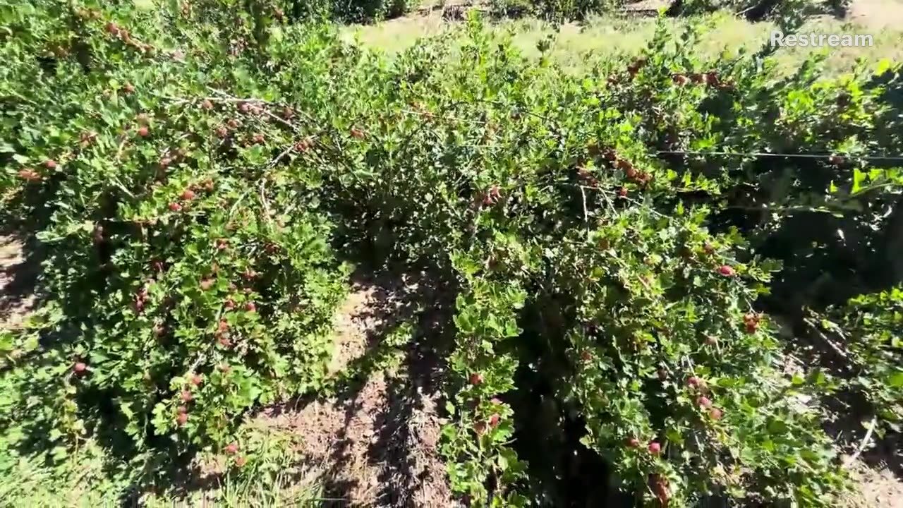 Red Currant Farm