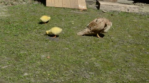 Ducklings feeding in a field - With beautiful music