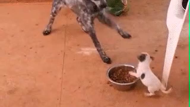 Big dog and small puppy Funny video