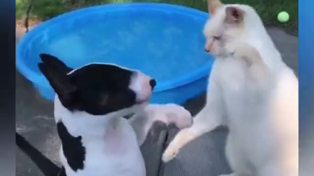 Dog Vs Cat fight part 1