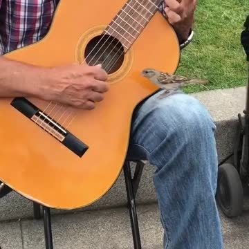 새도 키타 소리가 좋은 가보다.