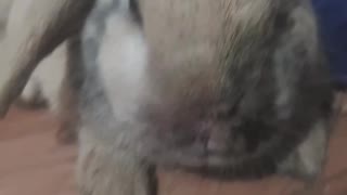 Injured rabbit