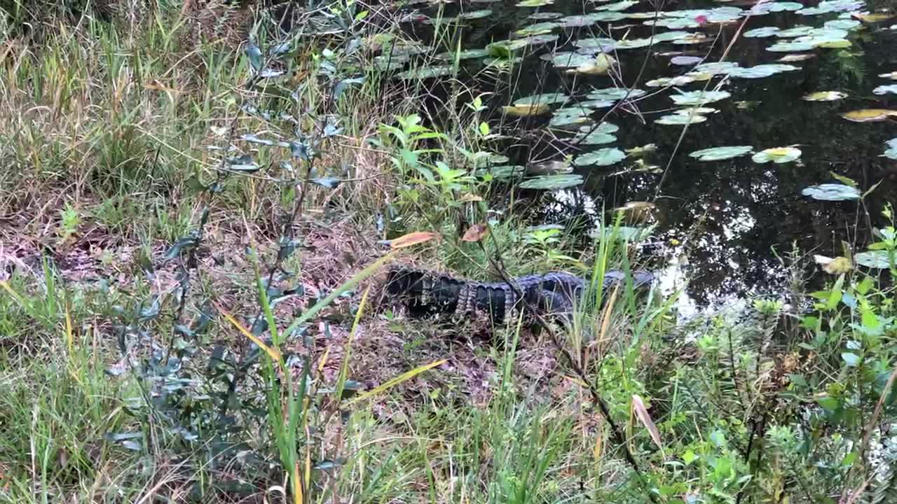 Less than 20ft Away from Momma Gator