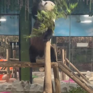 What A Move 😂😂😂 #Viral #Dance #Panda #Animal #Funny #Entertainment