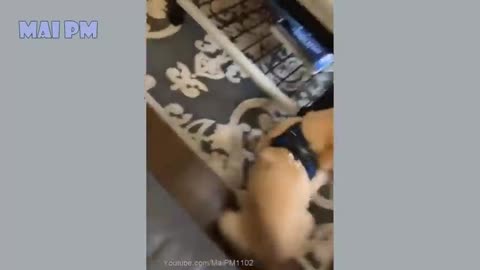 Very Funny Dog's Life🤣 🐶