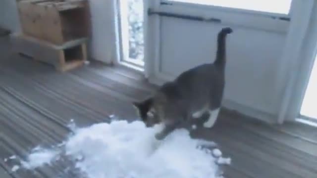 Cat Loves to Play With Snow Brought Indoors By Owner - 1083703