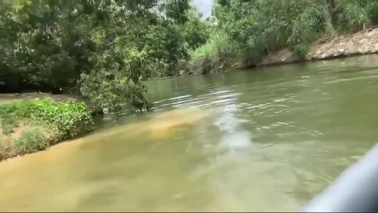 Clash of the Titans: Saltwater Crocs Battle in Epic Showdown👀😯