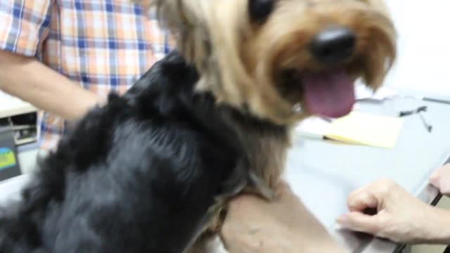 Final Video: How to detick dogs using Bayticol tick wash