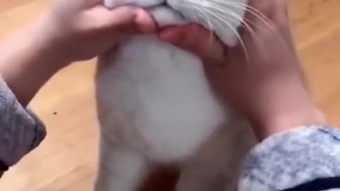 Cat funny reaction 🤣😍