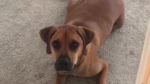 Brown dog sits on carpet outside of door